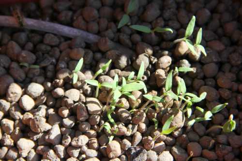Sprouts of pepper